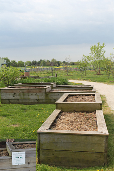 MG beds and plots