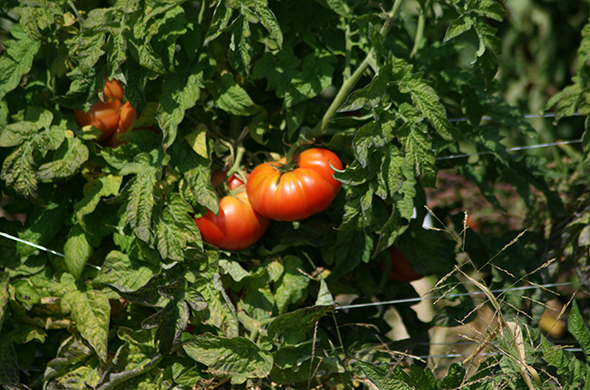 Tomato plant