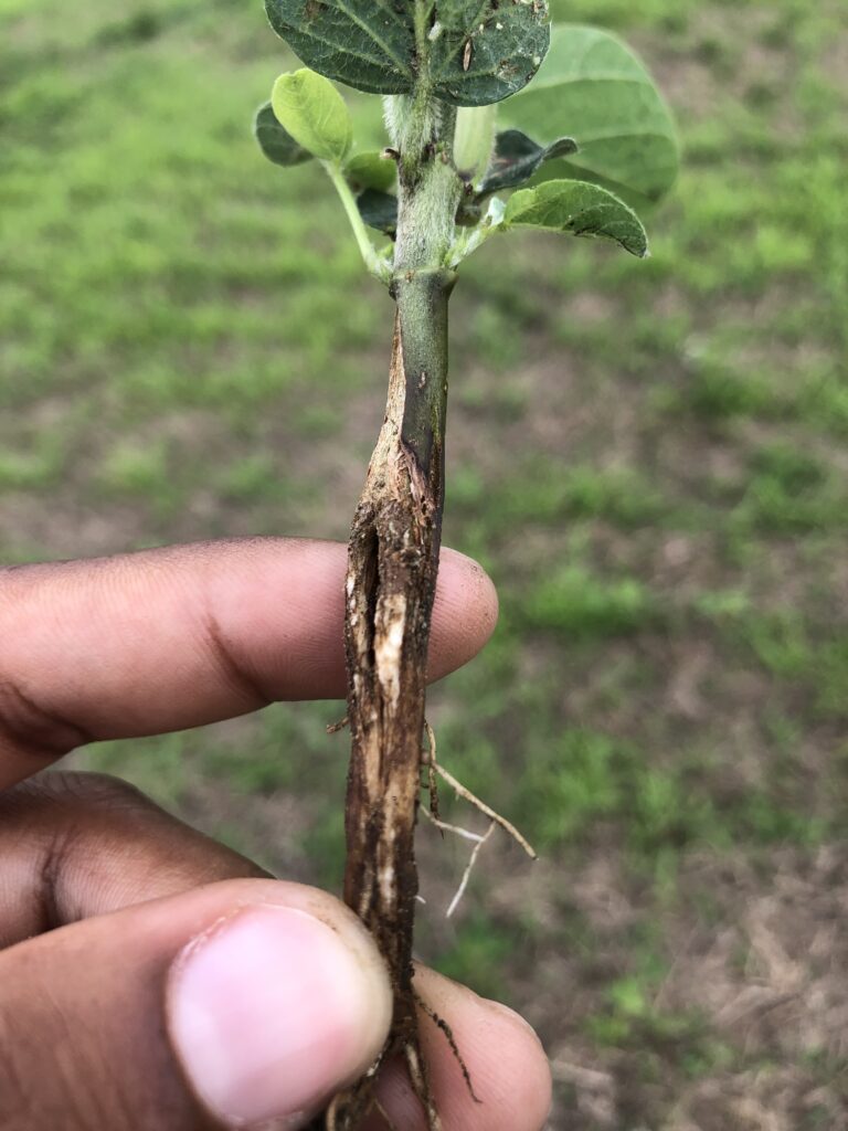 A hand holding a soybean plant that exhibits thickening, hardening, and splitting on the stem at the soil level.