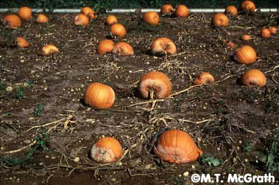 Phytophthora infested pumpkins