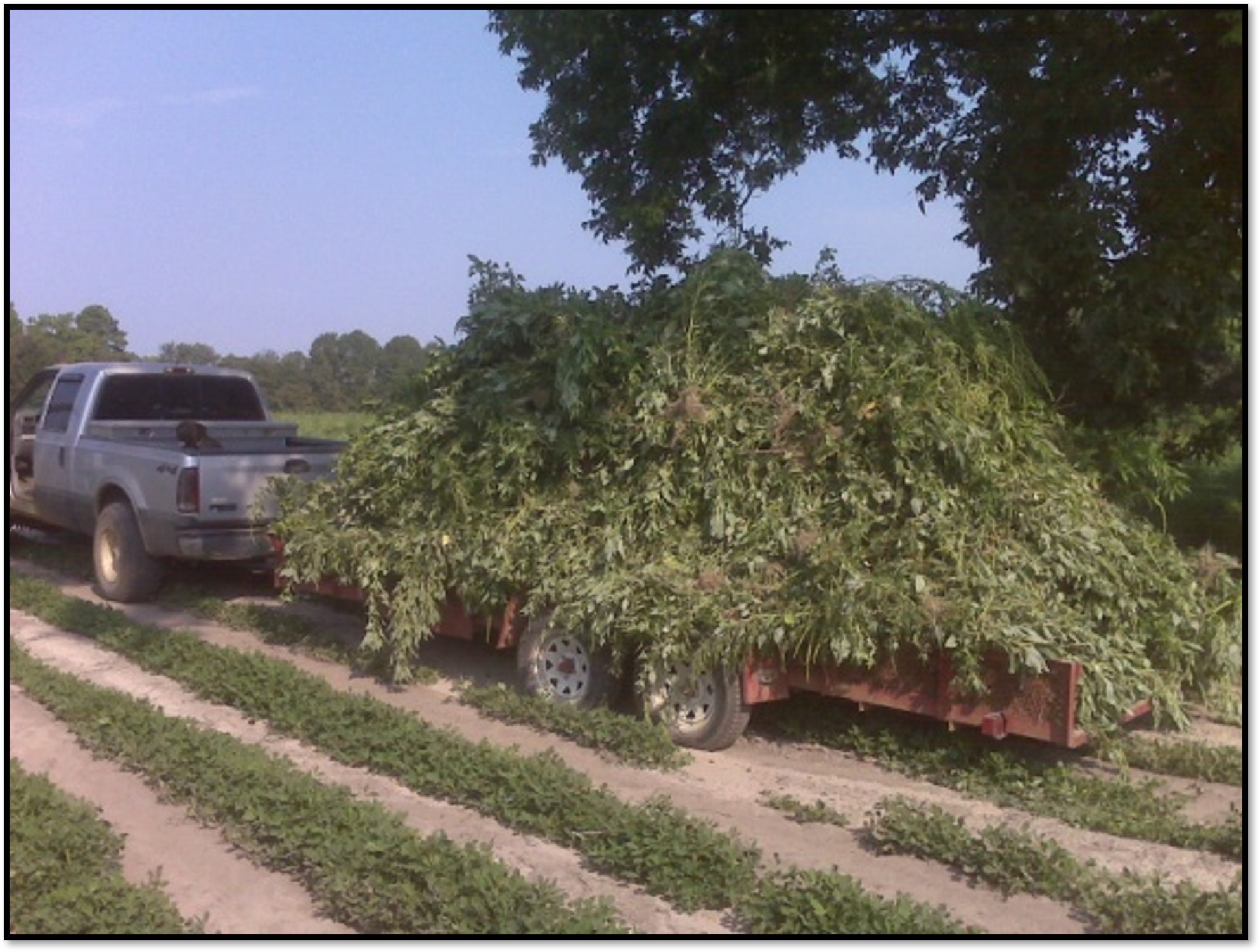 Palmer Amaranth: ID And Management At Harvest – Rutgers Cooperative ...