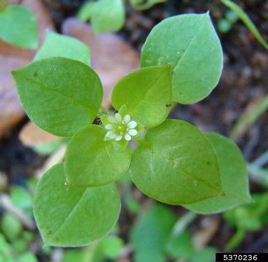 Top view of a single common chickweed plant. The photo shows the light green leaf color, alternate leaf arrangement, leaf shape, and small white flower all typical of common chickweed.