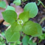 Top view of a single common chickweed plant. The photo shows the light green leaf color, alternate leaf arrangement, leaf shape, and small white flower all typical of common chickweed.