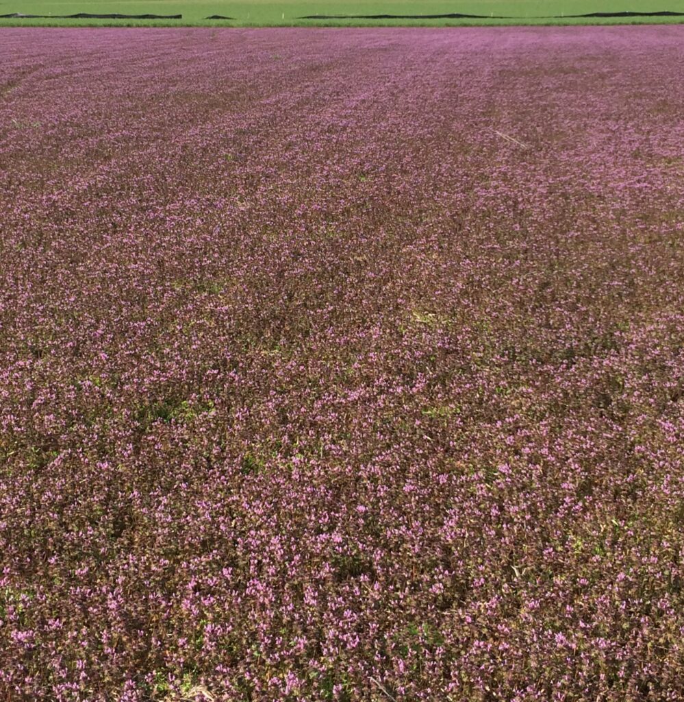 A monoculture of henbit in bloom in an agricultural field. 