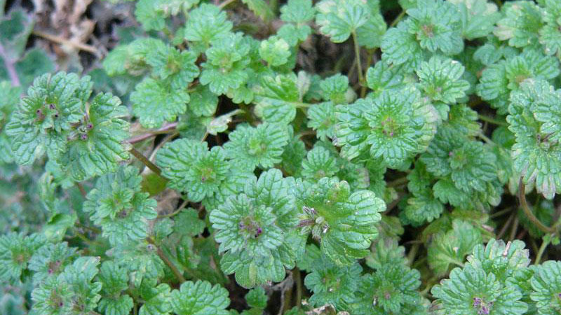 Close-up photo showing henbit growth habit and crinkled appearance of upper leaf surface.