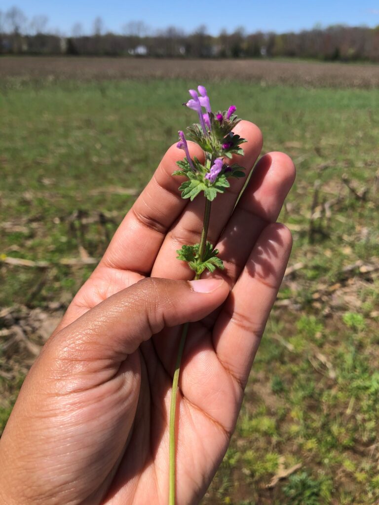A single stem of henbit is clasped in a person's hand showing the purple flowers and leaf pattern of a mature henbit stem. An agricultural field is in the background. 