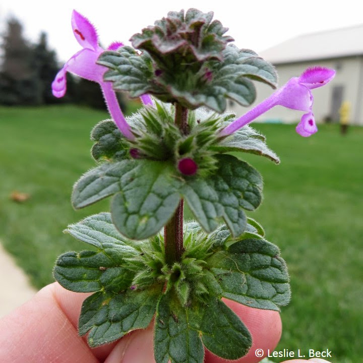 The image shows a close up view of a mature henbit stem in bloom. The photo shows the classic, purple flowers, the sessile and crinkled nature of the leaves, and the square stem.