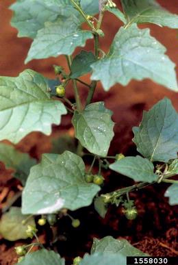 eastern black nightshade