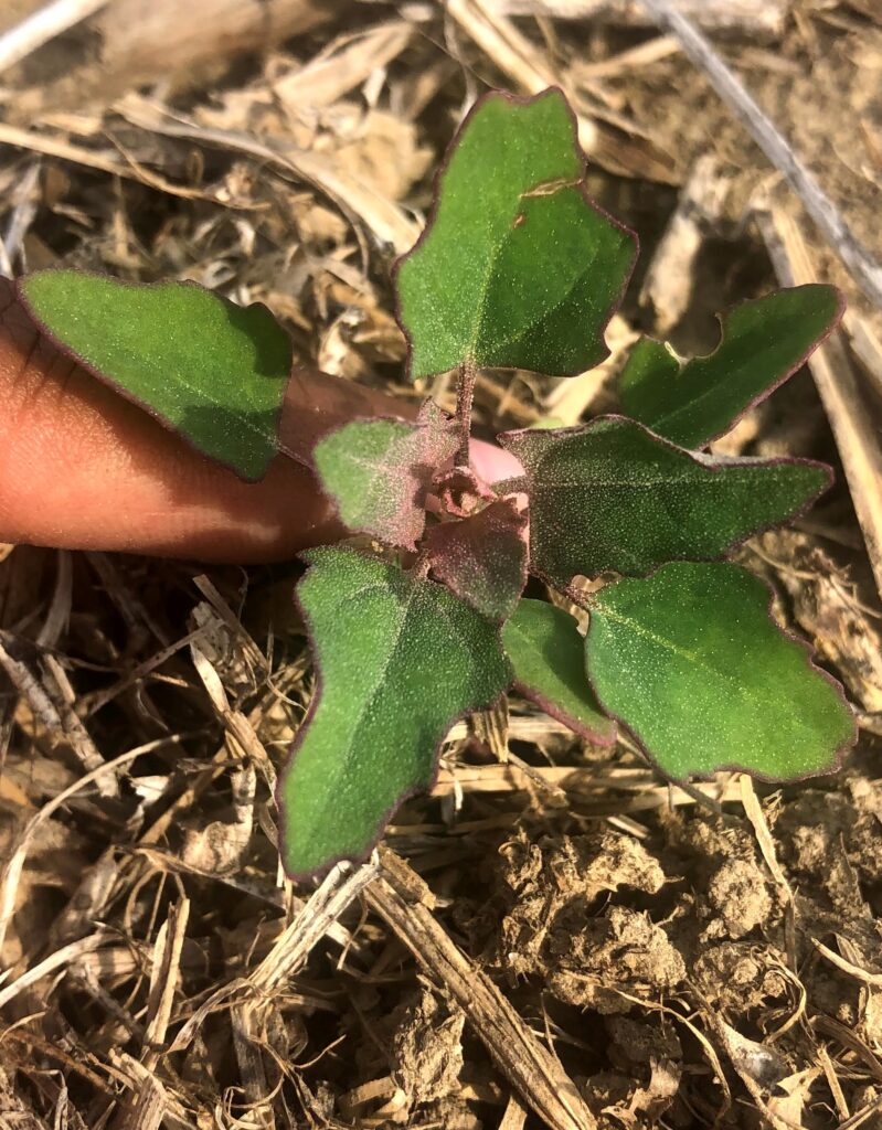 Common Lambsquarters