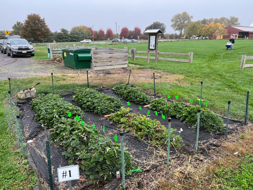 Strawberry demonstration plot with three rows of strawberry plants surrounded by low fence for wildlife exclusion