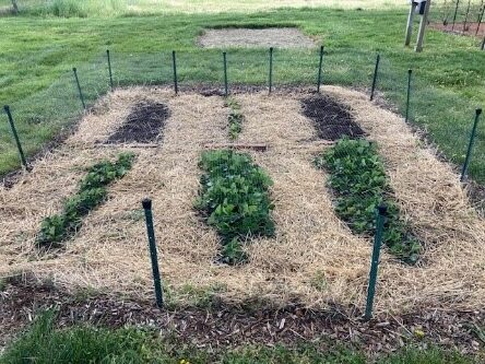 three short rows of strawberry plants with straw between the rows