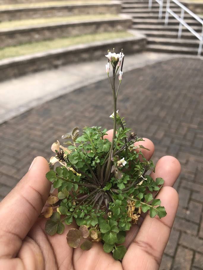 A small plant being held in someone's hand
