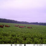 A herd of 5 white-tailed deer grazing in a soybean field