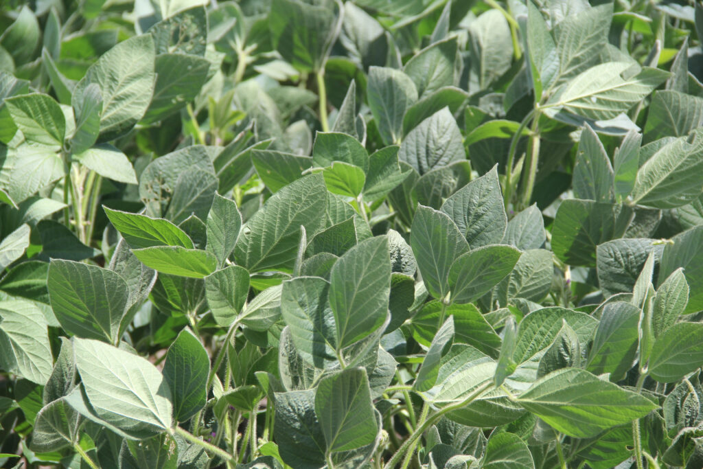 close up photo of a soybean canopy