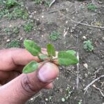 Common Lambsquarters weed with 6 true leaves