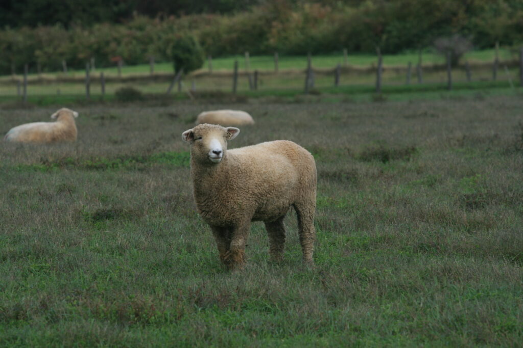 single sheep standing in a field