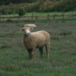 single sheep standing in a field