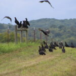 black vultures perching on a fence