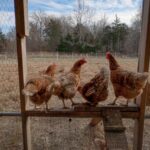 Pasture-raised Red Sexlink Hens on Bowling Green Farms (@BGFarmSOMD) in Bryantown, Maryland.
